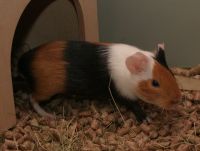 Lola
